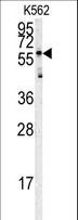 HRG Antibody - Western blot of HRG antibody in K562 cell line lysates (35 ug/lane). HRG (arrow) was detected using the purified antibody.