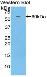 HRG Antibody - Western blot of recombinant HRG.  This image was taken for the unconjugated form of this product. Other forms have not been tested.