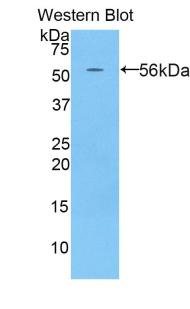 HRG Antibody - Western blot of recombinant HRG.  This image was taken for the unconjugated form of this product. Other forms have not been tested.