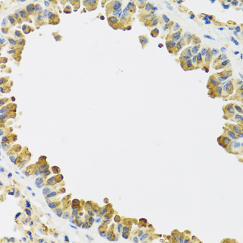 HRG Antibody - Immunohistochemistry of paraffin-embedded mouse lung tissue.