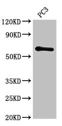 HRH1 / Histamine H1 Receptor Antibody - Western Blot Positive WB detected in:PC3 whole cell lysate All Lanes:HRH1 antibody at 2.8µg/ml Secondary Goat polyclonal to rabbit IgG at 1/50000 dilution Predicted band size: 56 KDa Observed band size: 56 KDa