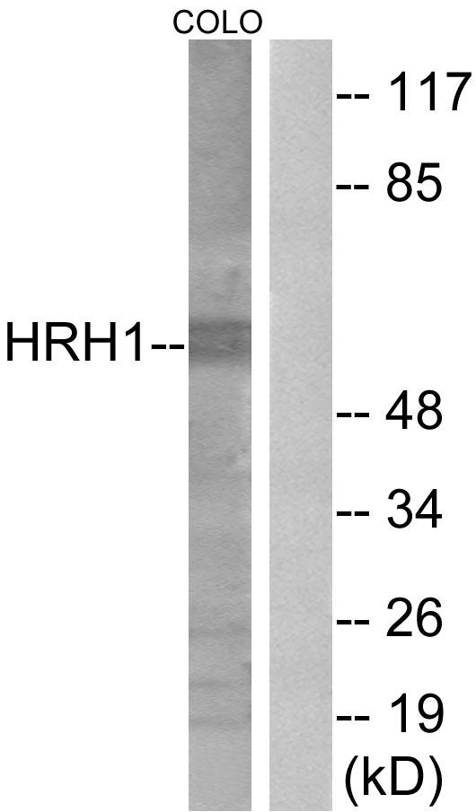 HRH1 / Histamine H1 Receptor Antibody - Western blot analysis of extracts from COLO205 cells, using HRH1 antibody.