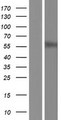 HRH1 / Histamine H1 Receptor Protein - Western validation with an anti-DDK antibody * L: Control HEK293 lysate R: Over-expression lysate