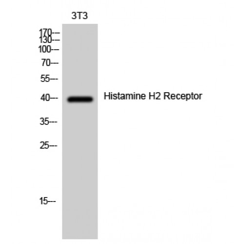 HRH2 / Histamine H2 Receptor Antibody - Western blot of Histamine H2 Receptor antibody