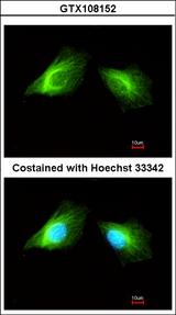 HRH2 / Histamine H2 Receptor Antibody - Immunofluorescence of methanol-fixed HeLa using Histamine H2 Receptor antibody at 1:200 dilution.