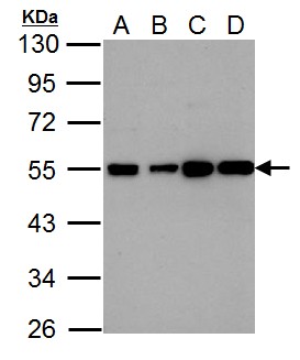 HRH2 / Histamine H2 Receptor Antibody - Histamine H2 Receptor antibody [N1], N-term detects HRH2 protein by Western blot analysis. A. 30 ug U87-MG whole cell lysate/extract. B. 30 ug SK-N-SH whole cell lysate/extract. 10 % SDS-PAGE. Histamine H2 Receptor antibody [N1], N-term dilution:1:1000