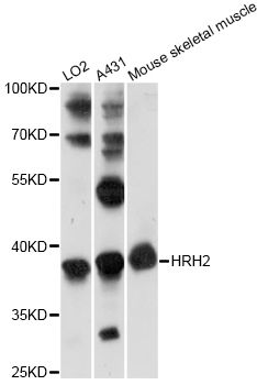 HRH2 / Histamine H2 Receptor Antibody - Western blot analysis of extracts of various cell lines, using HRH2 antibody at 1:1000 dilution. The secondary antibody used was an HRP Goat Anti-Rabbit IgG (H+L) at 1:10000 dilution. Lysates were loaded 25ug per lane and 3% nonfat dry milk in TBST was used for blocking. An ECL Kit was used for detection and the exposure time was 90s.