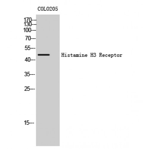 HRH3 / Histamine 3 Receptor Antibody - Western blot of Histamine H3 Receptor antibody