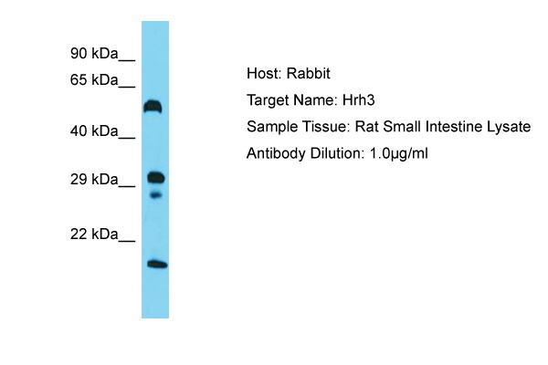 HRH3 / Histamine 3 Receptor Antibody -  This image was taken for the unconjugated form of this product. Other forms have not been tested.