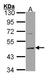 HRH3 / Histamine 3 Receptor Antibody - Sample (30 ug of whole cell lysate). A: Hela. 10% SDS PAGE. Histamine 3 Receptor / HRH3 antibody diluted at 1:5000.
