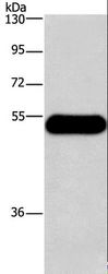 HRH3 / Histamine 3 Receptor Antibody - Western blot analysis of Mouse brain tissue, using HRH3 Polyclonal Antibody at dilution of 1:750.