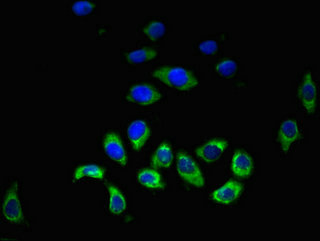HRH3 / Histamine 3 Receptor Antibody - Immunofluorescent analysis of A549 cells using HRH3 Antibody at dilution of 1:100 and Alexa Fluor 488-congugated AffiniPure Goat Anti-Rabbit IgG(H+L)