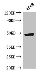 HRH3 / Histamine 3 Receptor Antibody - Western Blot Positive WB detected in: A549 whole cell lysate All lanes: HRH3 antibody at 2.5µg/ml Secondary Goat polyclonal to rabbit IgG at 1/50000 dilution Predicted band size: 49, 50, 41, 48, 37, 46 kDa Observed band size: 49 kDa