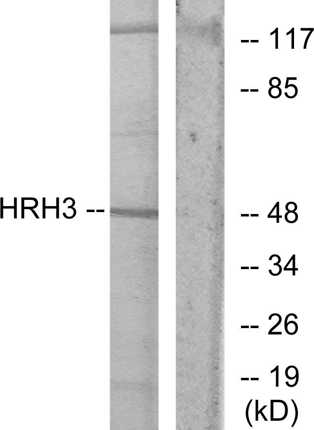 HRH3 / Histamine 3 Receptor Antibody - Western blot analysis of extracts from COLO205 cells, using HRH3 antibody.