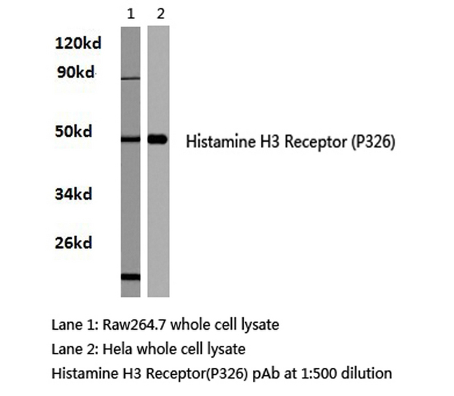 HRH3 / Histamine 3 Receptor Antibody - Western blot of Histamine H3 Receptor (P326) pAb in extracts from HeLa and raw264.7 cells.