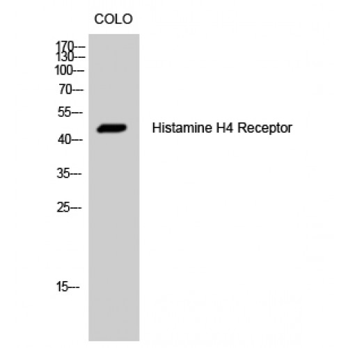 HRH4 / Histamine H4 Receptor Antibody - Western blot of Histamine H4 Receptor antibody