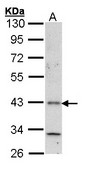 HRH4 / Histamine H4 Receptor Antibody - Sample (30 ug of whole cell lysate). A: A431 . 10% SDS PAGE. Histamine H4 Receptor antibody diluted at 1:1000.