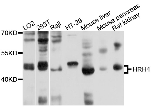 HRH4 / Histamine H4 Receptor Antibody - Western blot analysis of extracts of various cell lines, using HRH4 antibody at 1:1000 dilution. The secondary antibody used was an HRP Goat Anti-Rabbit IgG (H+L) at 1:10000 dilution. Lysates were loaded 25ug per lane and 3% nonfat dry milk in TBST was used for blocking. An ECL Kit was used for detection and the exposure time was 1s.