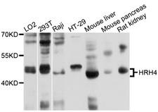 HRH4 / Histamine H4 Receptor Antibody - Western blot analysis of extracts of various cell lines, using HRH4 antibody at 1:1000 dilution. The secondary antibody used was an HRP Goat Anti-Rabbit IgG (H+L) at 1:10000 dilution. Lysates were loaded 25ug per lane and 3% nonfat dry milk in TBST was used for blocking. An ECL Kit was used for detection and the exposure time was 1s.