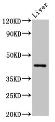 HRH4 / Histamine H4 Receptor Antibody - Positive Western Blot detected in Mouse liver tissue. All lanes: HRH4 antibody at 4 µg/ml Secondary Goat polyclonal to rabbit IgG at 1/50000 dilution. Predicted band size: 45, 35 KDa. Observed band size: 45 KDa