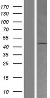 HRH4 / Histamine H4 Receptor Protein - Western validation with an anti-DDK antibody * L: Control HEK293 lysate R: Over-expression lysate