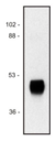 HRP / Horseradish Peroxidase Antibody - Western blot of  purified horse radish peroxidase sample; non-reduced sample, immunostained by mAb HP-03 and anti-goat anti-mouse IgG (H+L)-HRP conjugate.