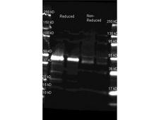HRP / Horseradish Peroxidase Antibody - Anti-Peroxidase Polyclonal Antibody-Western blot. Goat anti-Peroxidase antibody was used to detect horse radish peroxidase under reducing and non-reducing conditions. Reduced samples of purified horse radish peroxidase contained 4% BME and were boiled for 5 minutes. Samples of ~1 and 0.25 ug of protein per lane were run by SDS-PAGE. Protein was transferred to nitrocellulose and probed with Goat anti-Peroxidase antibody (1:5K in MB-0070, overnight at 4C). Primary antibody was detected with Dylight 649 conjugated Donkey anti-Goat (1:10K 1.5 hr RT in MB-070 and imaged on the Bio-Rad VersaDoc imaging system.