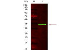 HRP / Horseradish Peroxidase Antibody - Western Blot of Mouse anti-Peroxidase (Horseradish) Antibody. Lane 1: Peroxidase (Horseradish). Load: 100 µg per lane. Primary antibody: Mouse anti-Peroxidase (Horseradish) Antibody at 1:1,000 overnight at 4°C. Secondary antibody: Fluorescein conjugated mouse secondary antibody at 1:40,000 for 30 min at RT.