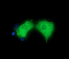 HRS / HGS Antibody - Anti-HGS mouse monoclonal antibody immunofluorescent staining of COS7 cells transiently transfected by pCMV6-ENTRY HGS.