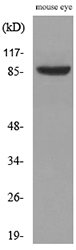 HRS / HGS Antibody - Western blot analysis of lysate from mouse eye cells, using HGS Antibody.