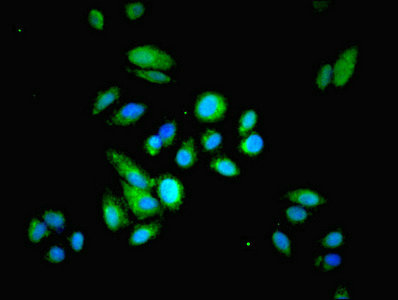 HRSP12 / UK114 Antibody - Immunofluorescent analysis of HepG2 cells using HRSP12 Antibody at dilution of 1:100 and Alexa Fluor 488-congugated AffiniPure Goat Anti-Rabbit IgG(H+L)