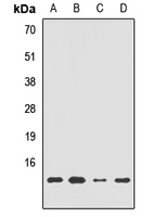 HRSP12 / UK114 Antibody
