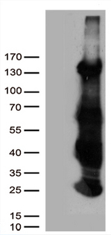 HS1BP3 Antibody - HEK293T cells were transfected with the pCMV6-ENTRY control. (Left lane) or pCMV6-ENTRY HS1BP3. (Right lane) cDNA for 48 hrs and lysed
