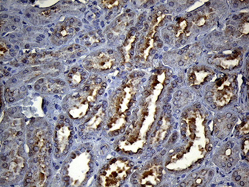 HS1BP3 Antibody - Immunohistochemical staining of paraffin-embedded Human Kidney tissue within the normal limits using anti-HS1BP3 mouse monoclonal antibody. (Heat-induced epitope retrieval by 1mM EDTA in 10mM Tris buffer. (pH8.5) at 120°C for 3 min. (1:500)