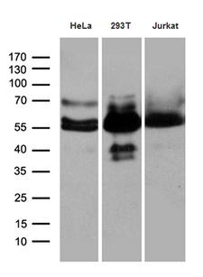 HS1BP3 Antibody - Western blot analysis of extracts. (35ug) from 3 different cell lines by using anti-HS1BP3 monoclonal antibody. (1:500)