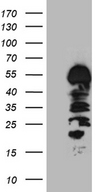 HS1BP3 Antibody - HEK293T cells were transfected with the pCMV6-ENTRY control. (Left lane) or pCMV6-ENTRY HS1BP3. (Right lane) cDNA for 48 hrs and lysed. Equivalent amounts of cell lysates. (5 ug per lane) were separated by SDS-PAGE and immunoblotted with anti-HS1BP3. (1:500)