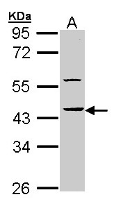 HS1BP3 Antibody - Sample (30 ug of whole cell lysate). A: Molt-4 . 10% SDS PAGE. HS1BP3 antibody diluted at 1:10000.