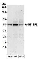 HS1BP3 Antibody - Detection of human HS1BP3 by western blot. Samples: Whole cell lysate (50 µg) from HeLa, HEK293T, and Jurkat cells prepared using NETN lysis buffer. Antibodies: Affinity purified rabbit anti-HS1BP3 antibody used for WB at 0.1 µg/ml. Detection: Chemiluminescence with an exposure time of 3 minutes.