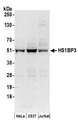 HS1BP3 Antibody - Detection of human HS1BP3 by western blot. Samples: Whole cell lysate (50 µg) from HeLa, HEK293T, and Jurkat cells prepared using NETN lysis buffer. Antibodies: Affinity purified rabbit anti-HS1BP3 antibody used for WB at 0.1 µg/ml. Detection: Chemiluminescence with an exposure time of 3 minutes.
