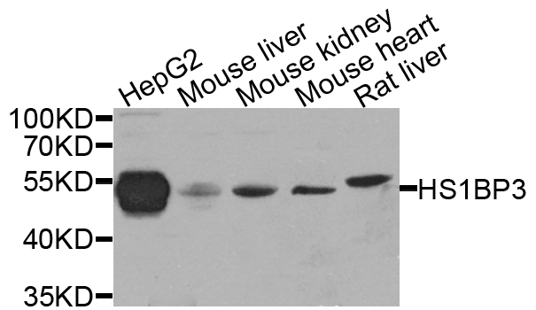 HS1BP3 Antibody - Western blot analysis of extract of various cells.
