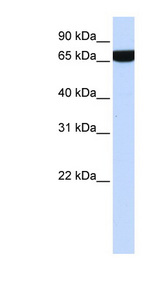 HS2ST1 Antibody - HS2ST1 antibody Western blot of 721_B cell lysate. This image was taken for the unconjugated form of this product. Other forms have not been tested.