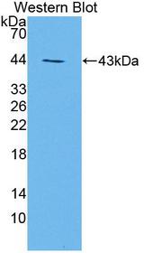 HS2ST1 Antibody - Western blot of HS2ST1 antibody.