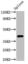 HS2ST1 Antibody - Western Blot Positive WB detected in: Rat spleen tissue All lanes: HS2ST1 antibody at 2.7µg/ml Secondary Goat polyclonal to rabbit IgG at 1/50000 dilution Predicted band size: 42, 35, 27 kDa Observed band size: 42 kDa