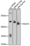 HS2ST1 Antibody - Western blot analysis of extracts of various cell lines, using HS2ST1 antibody at 1:3000 dilution. The secondary antibody used was an HRP Goat Anti-Rabbit IgG (H+L) at 1:10000 dilution. Lysates were loaded 25ug per lane and 3% nonfat dry milk in TBST was used for blocking. An ECL Kit was used for detection and the exposure time was 90s.