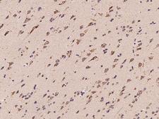 HS2ST1 Antibody - Immunochemical staining of human HS2ST1 in human brain with rabbit polyclonal antibody at 1:100 dilution, formalin-fixed paraffin embedded sections.
