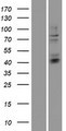 HS3ST3B1 Protein - Western validation with an anti-DDK antibody * L: Control HEK293 lysate R: Over-expression lysate