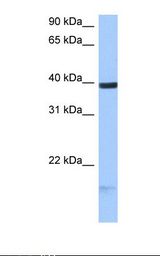 HS3ST5 / 3OST5 Antibody - MCF7 cell lysate. Antibody concentration: 0.5 ug/ml. Gel concentration: 12%.  This image was taken for the unconjugated form of this product. Other forms have not been tested.