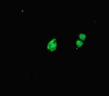 HS6ST1 Antibody - Immunofluorescent analysis of HepG2 cells diluted at 1:100 and Alexa Fluor 488-congugated AffiniPure Goat Anti-Rabbit IgG(H+L)