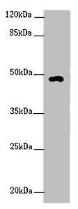 HS6ST1 Antibody - Western blot All Lanes :HS6ST1 antibody at 2 ug/ml+Mouse skeletal muscle tissue Secondary Goat polyclonal to rabbit at 1/10000 dilution Predicted band size: 49,30 kDa Observed band size: 48 kDa