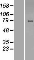 HS6ST2 Protein - Western validation with an anti-DDK antibody * L: Control HEK293 lysate R: Over-expression lysate